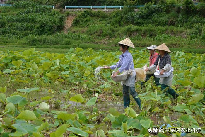 以虫治虫水稻病虫防控有妙招,以虫治虫的方法