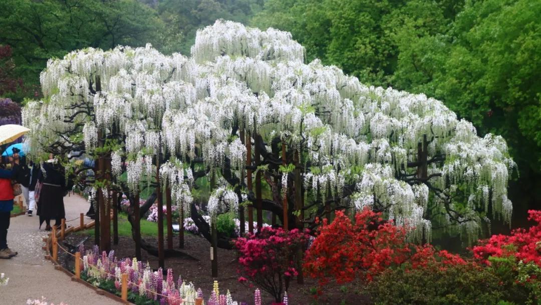 网红古树紫藤花,网红紫藤花