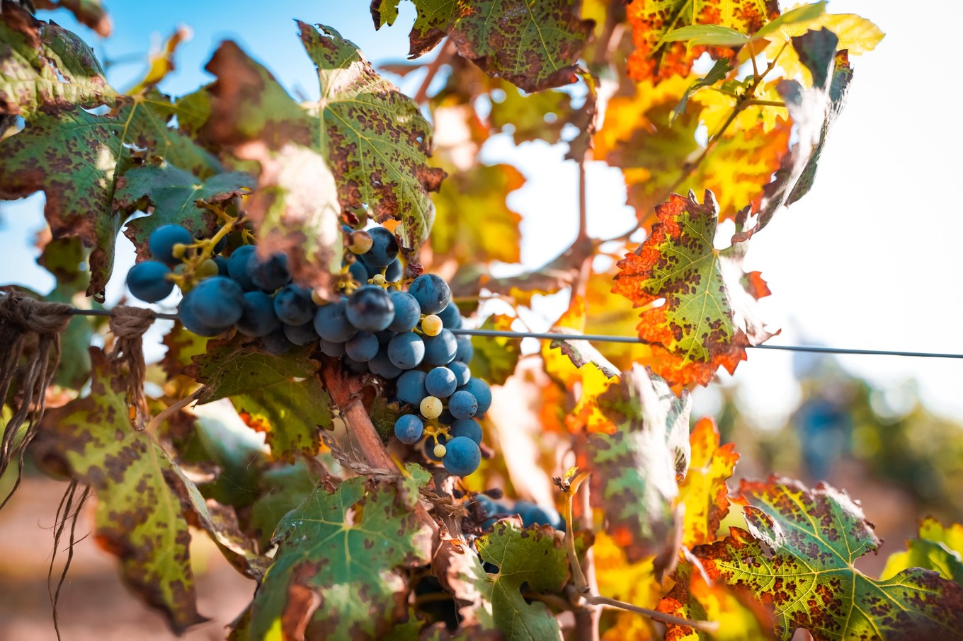 宁夏旅游打卡点,宁夏银川十大网红旅游必打卡