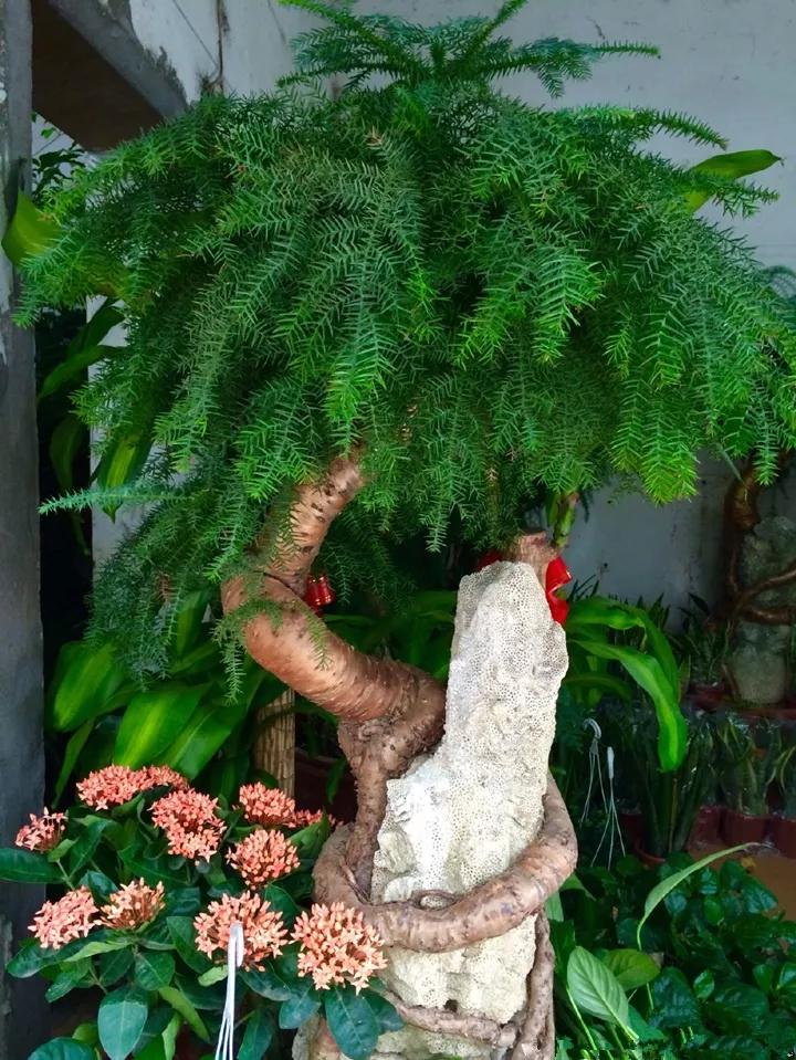 什么花放在家里最好看最实用,放家里风水好又好养的花有哪些