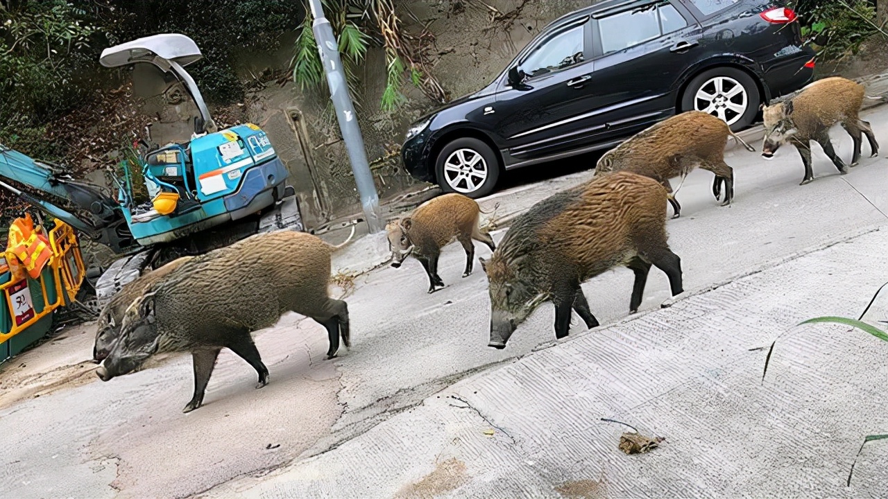 1个木箱3个人，“轻松”捕获野猪肉200多斤，为何野猪还如此猖狂