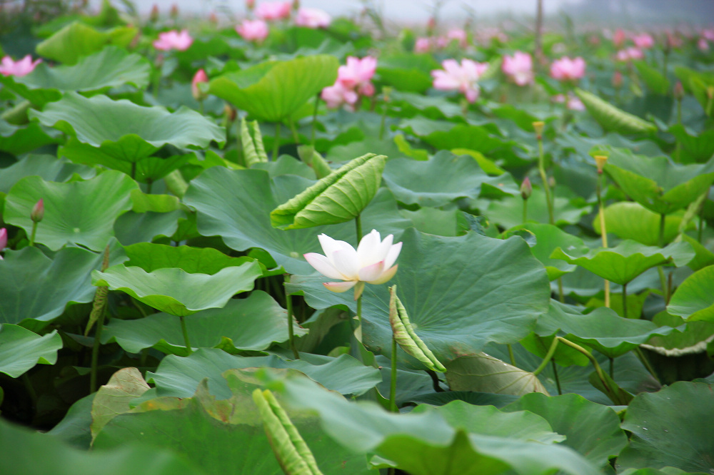 观赏荷花地方推荐河南,河南荷花特别多的地方在哪里