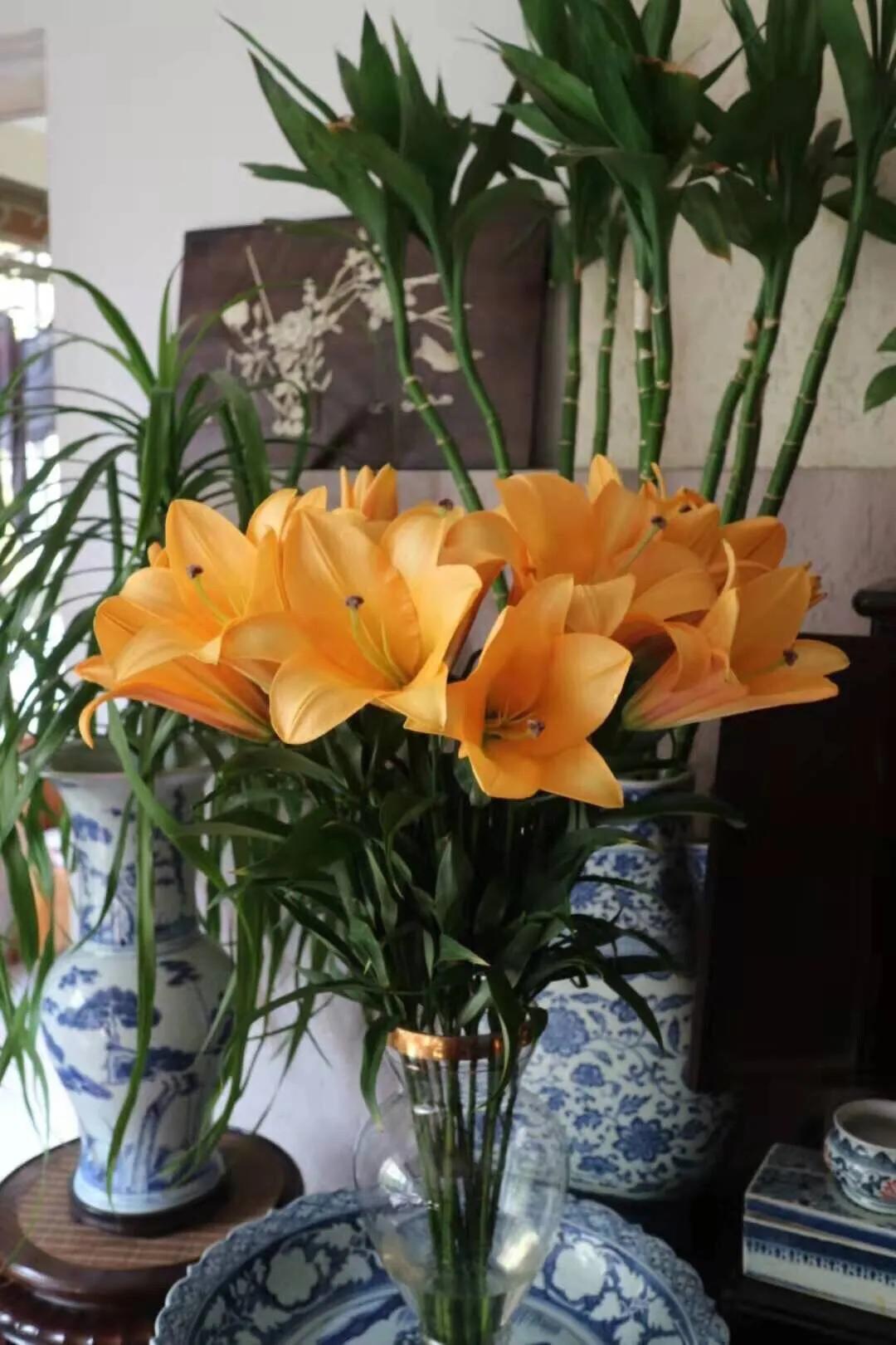 香水百合鲜切花云南鲜花基地,什么颜色的百合最好养活