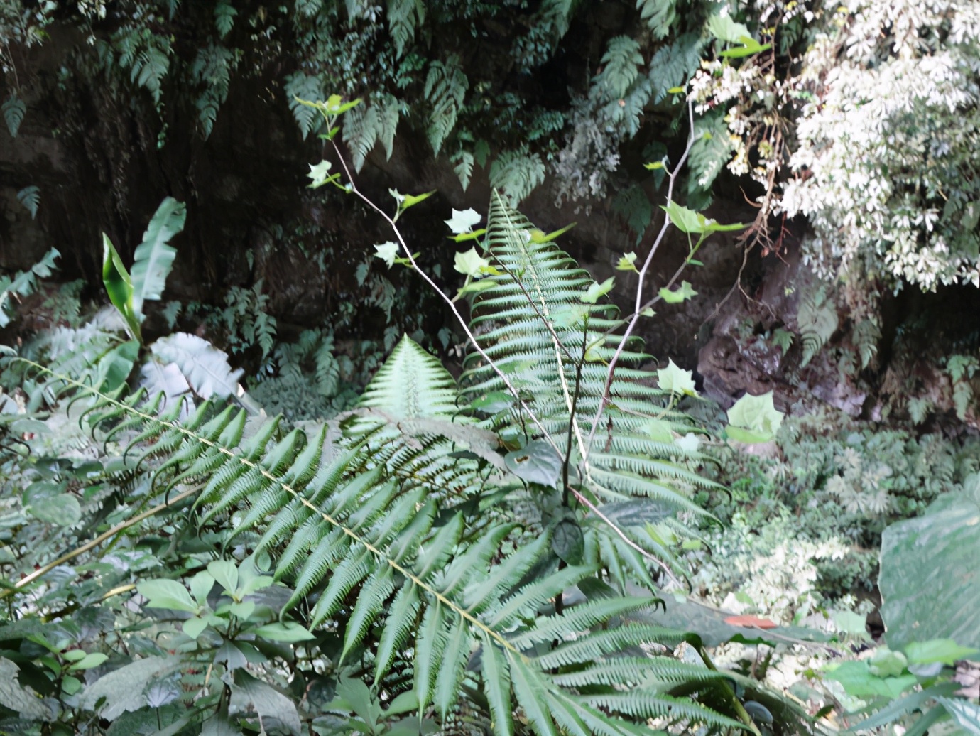 师宗凤凰谷走马观(中)