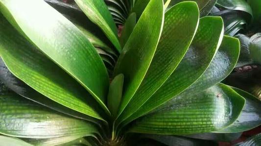 君子兰开花怎么养护和浇水方法,君子兰要开花时怎么浇水最好