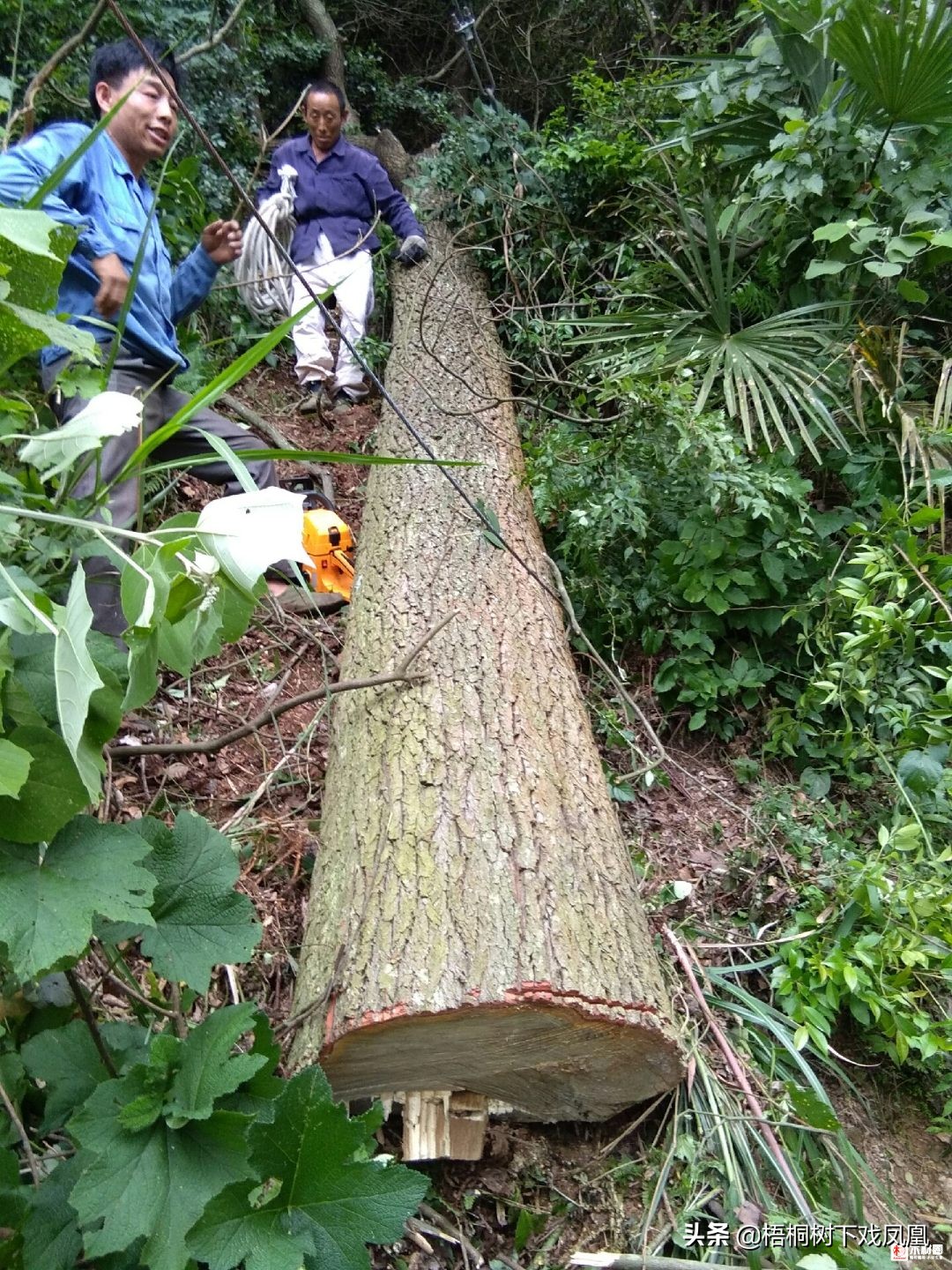 楠木棺木真实故事,民间故事楠木棺木
