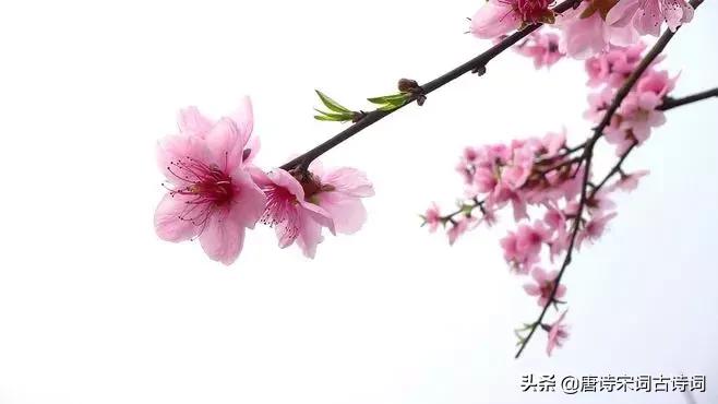 四月相聚的诗词,最美人间四月天唯美诗词