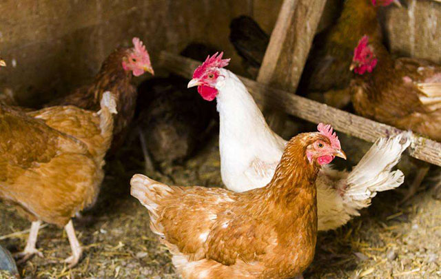 鸡啄肛怎么办教几招简易防治方法,鸡啄肛羽的防治方法