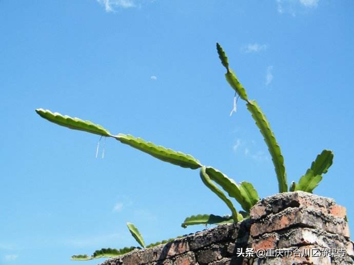 佛教里南无阿弥陀佛是什么意思,佛教里南无阿弥陀佛是什么意思啊