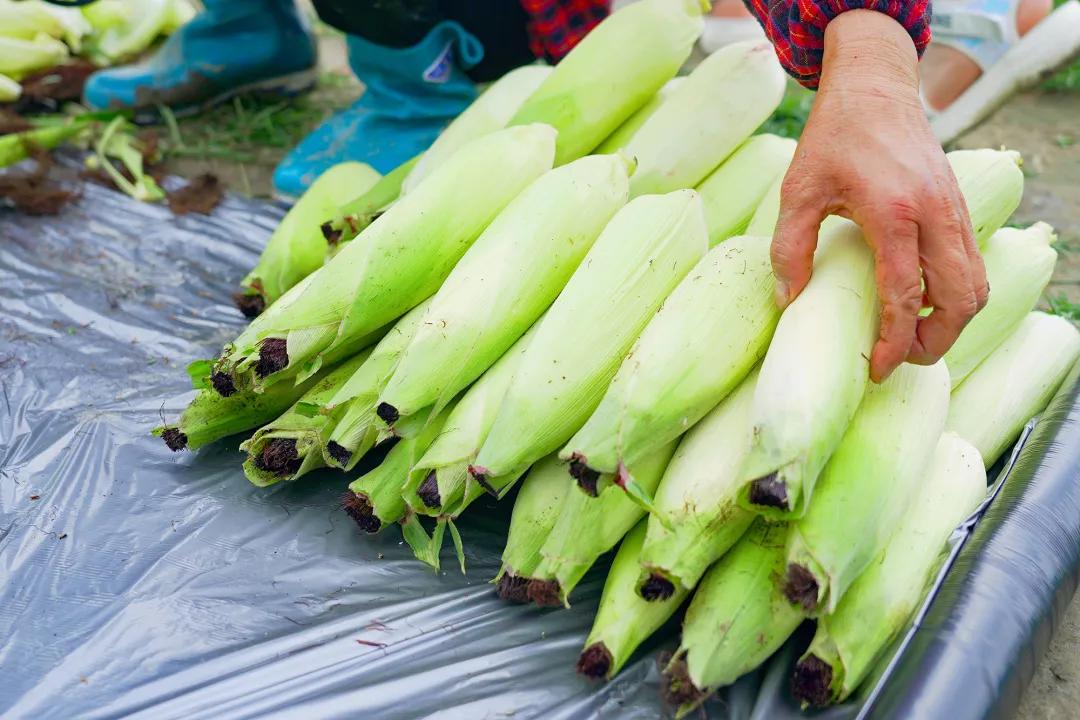 高甜来袭浙农林,高甜来袭国产