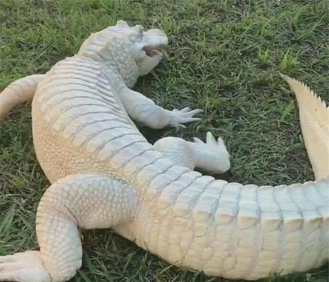 敢吃鳄鱼的人,敢吃鳄鱼的动物