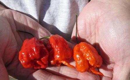 被辣椒辣到呕吐怎么缓解,胳膊被辣椒辣到了怎么办