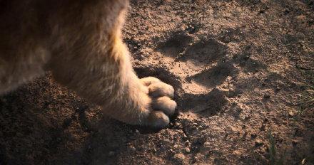 狮子王辛巴成长之路,狮子王辛巴从小变成雄狮