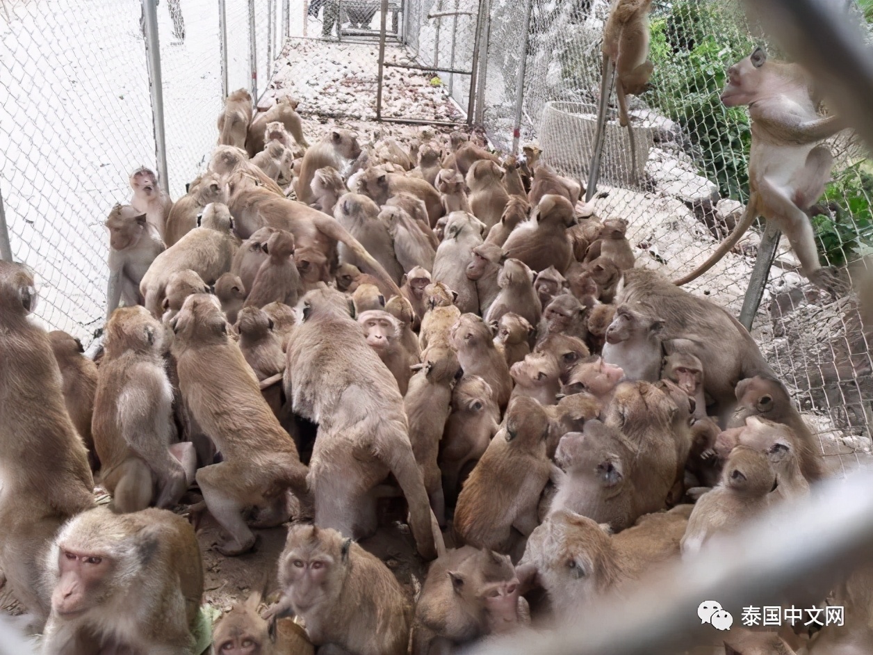 大型阉割现场，泰国猴哥一日之间集体变太监