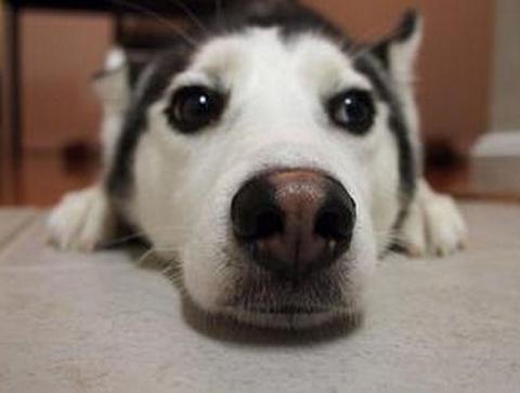 狗狗鼻子越来越粉怎么办,狗狗鼻子越来越黑是怎么回事