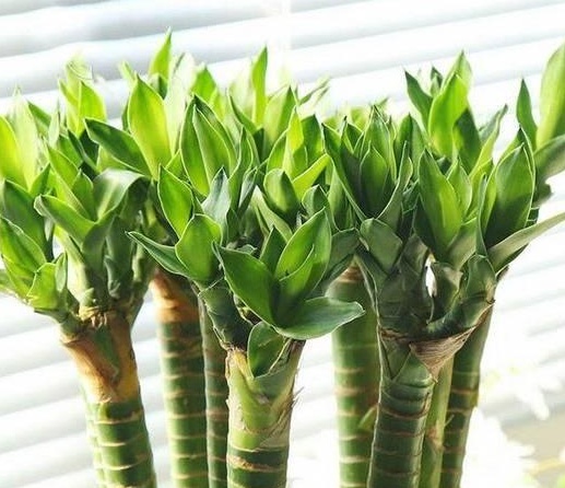 转运竹叶子发黄怎么办水养,转运竹叶子发黄怎么办妙招