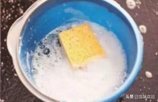 月季花苞上有蚜虫要如何处理,月季生蚜虫怎么处理