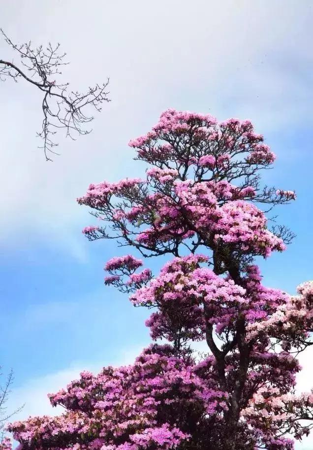 凉山最漂亮的花海,西昌赏花攻略