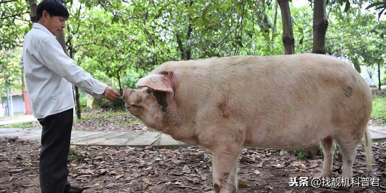 一头猪如果永远不杀会长多重,如果一头猪要一直不卖会长多大