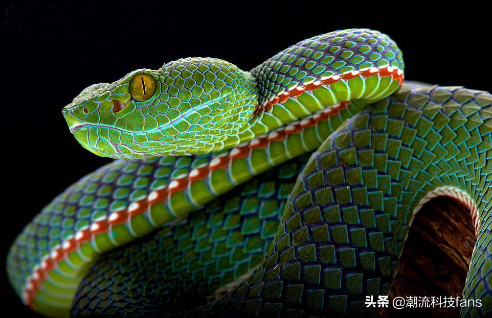 盘点那些美丽的动物,美丽且濒危的动物