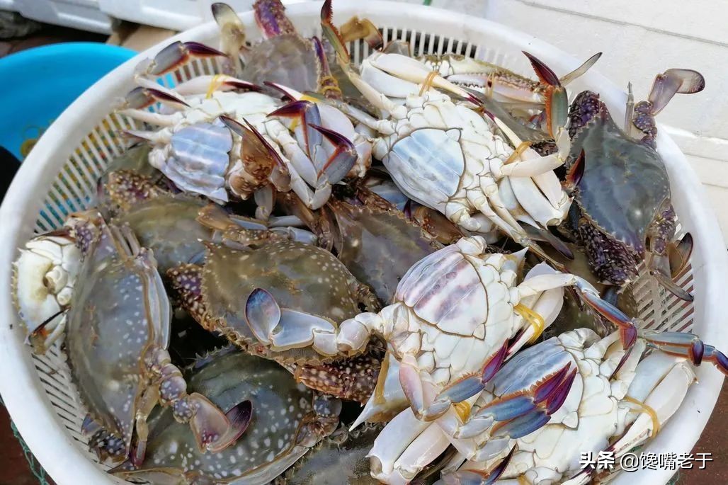 如何挑梭子蟹肥不肥,买到这种梭子蟹千万别吃不新鲜