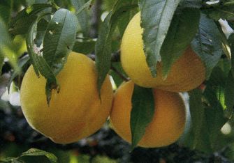 奉贤区美食美景,奉贤吃的美食推荐