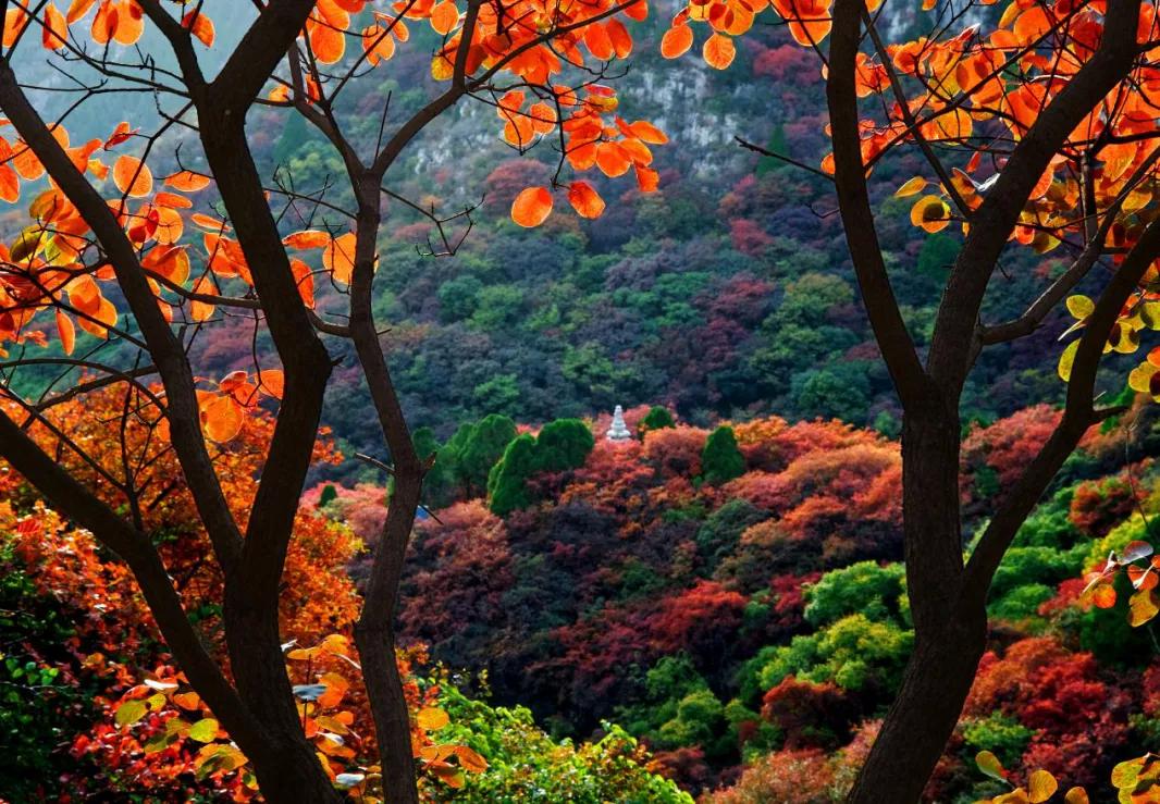 潍坊这5条颜值爆表的自驾线路，藏着美景无数，每一公里都美到极致！