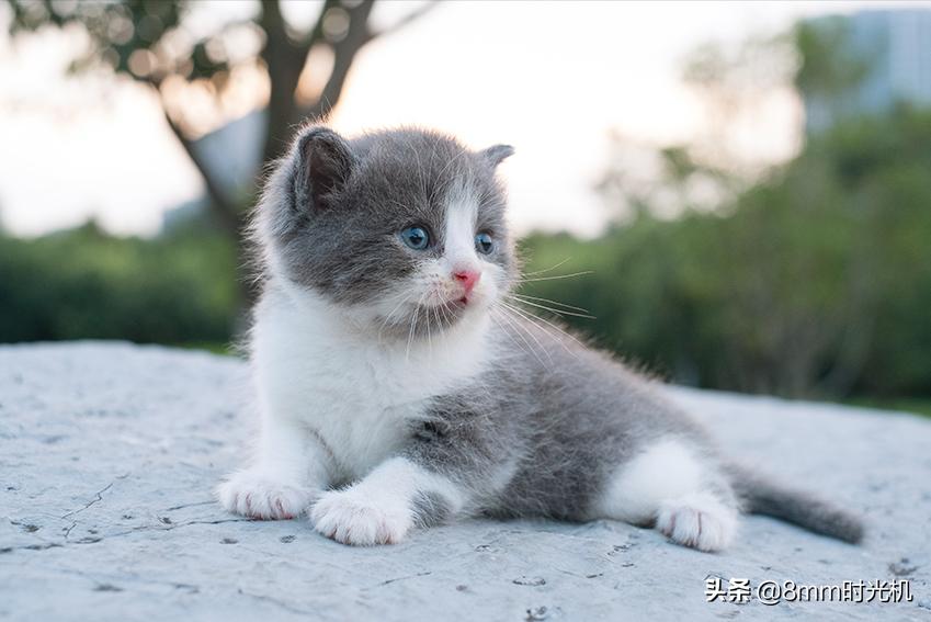 喵星人的品种大全,2018年10大最受欢迎喵星人品种