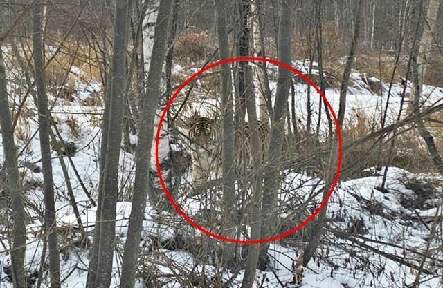 东北虎闯进村庄袭击放羊人,野生东北虎袭击人