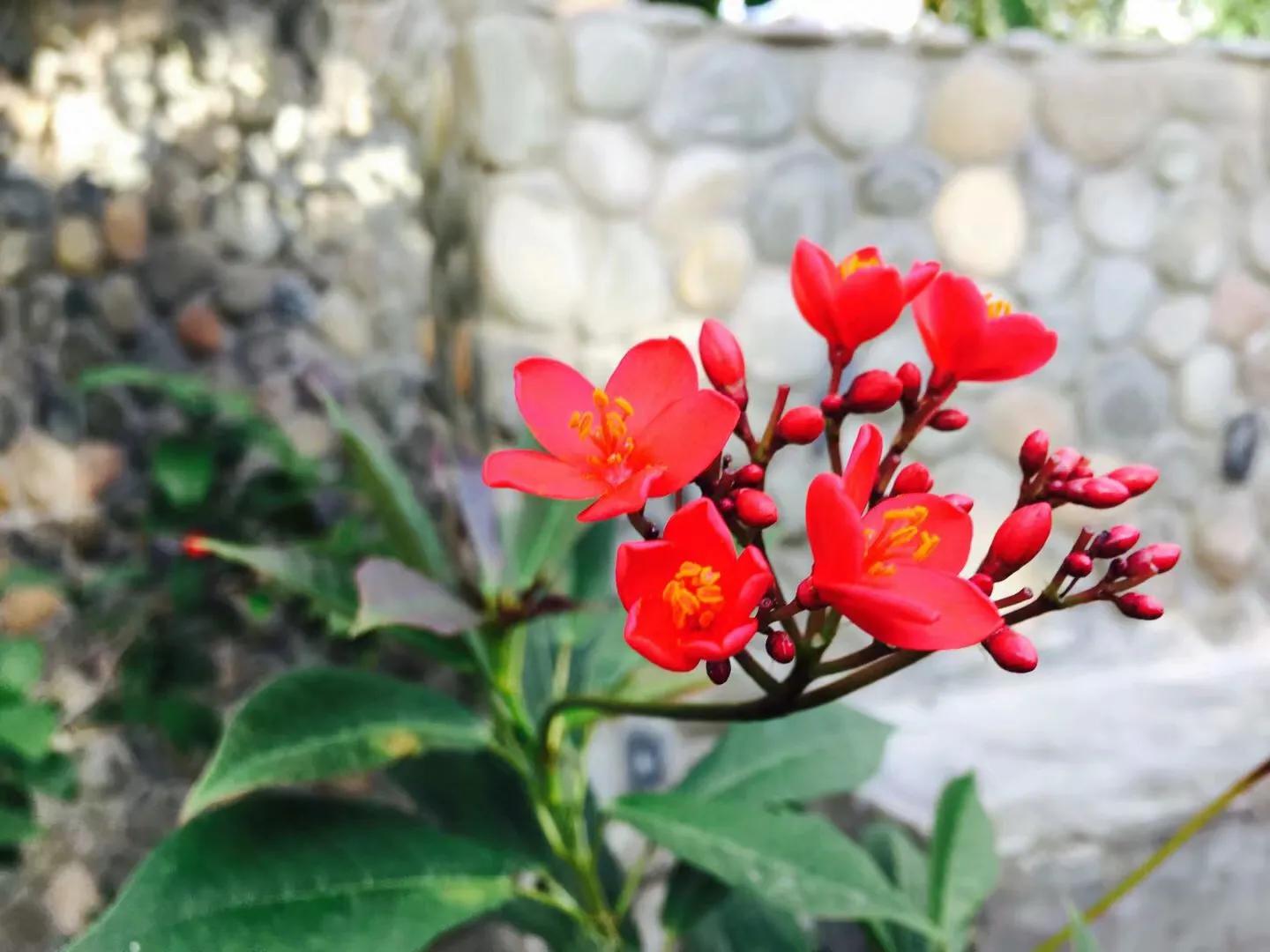 兰花最美的季节是冬季,北方冬季赏兰花