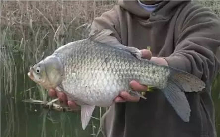 串钩野钓大板鲫简单实用的好方法,冬天钓大板鲫用手竿好还是串钩好
