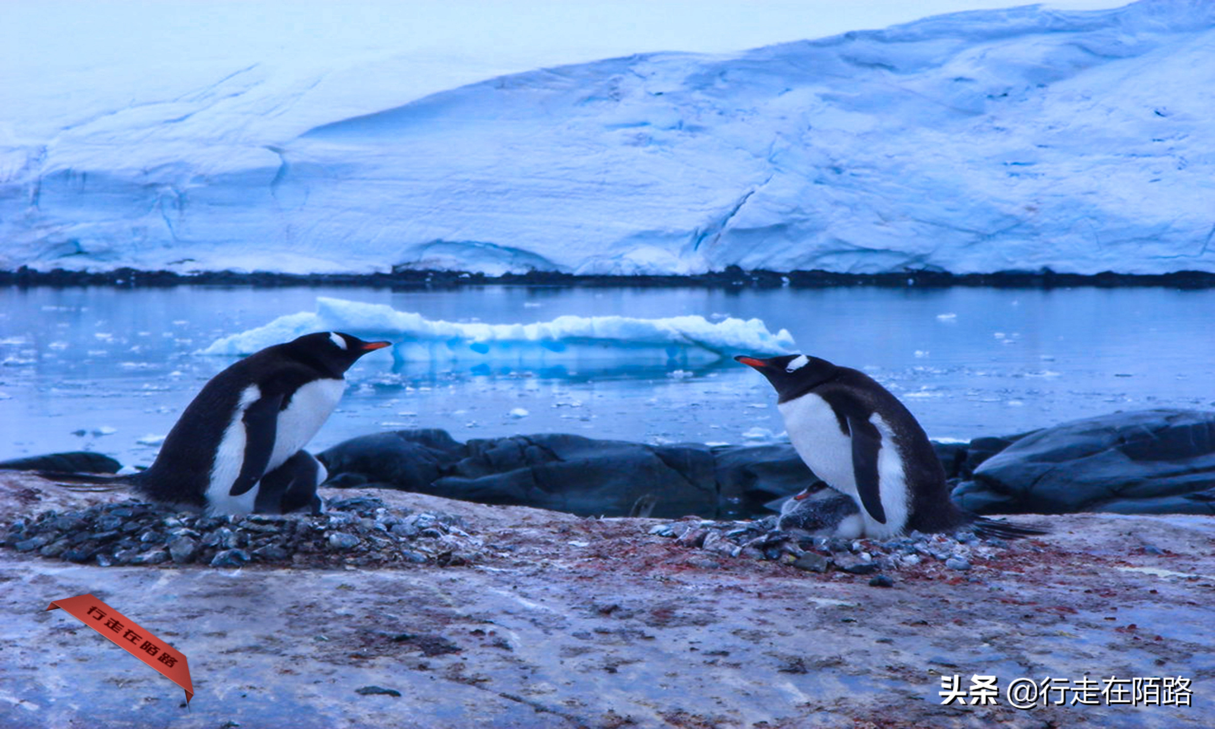 铲屎官招聘,邮局招聘吗