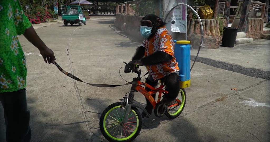 帅哥裸露卖榴莲、猩猩骑车消毒，疫情下的泰国又搞笑又心酸