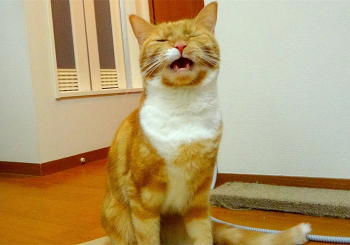 猫咪费洛蒙对猫有危害吗,猫咪费洛蒙使用注意事项