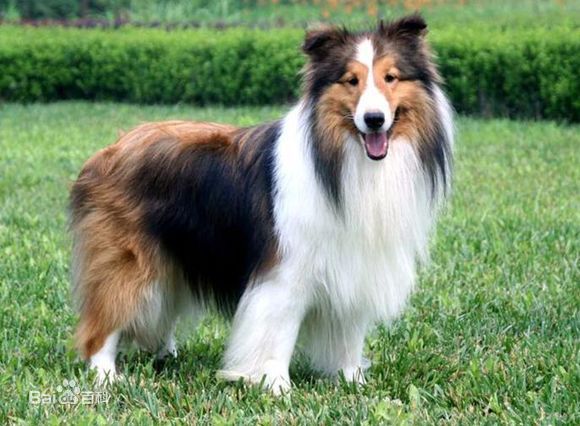 不掉毛无体味性格温顺的小型犬,宠物狗大全表