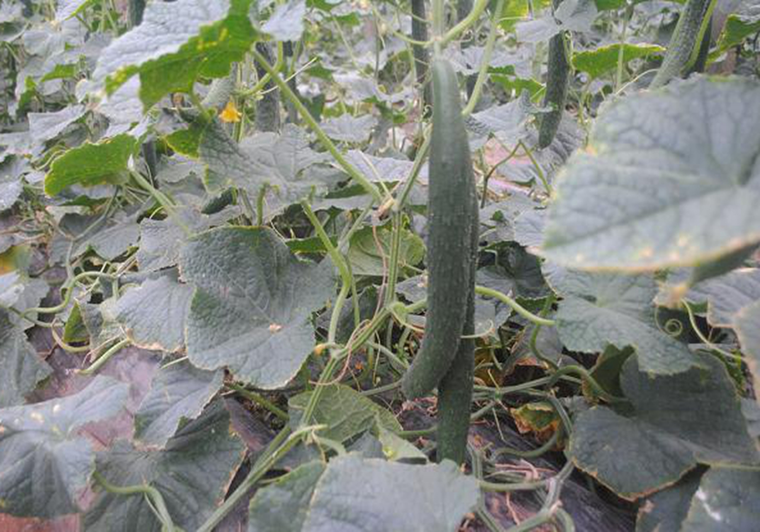 黄瓜阳畦育苗技术，老农说苗床的管理很重要，你学会了吗？