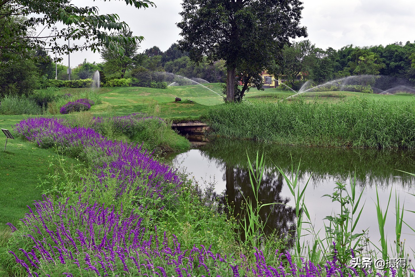 昆明这里有2000米竹林道，1500亩荷塘，300亩薰衣草花海，免门票