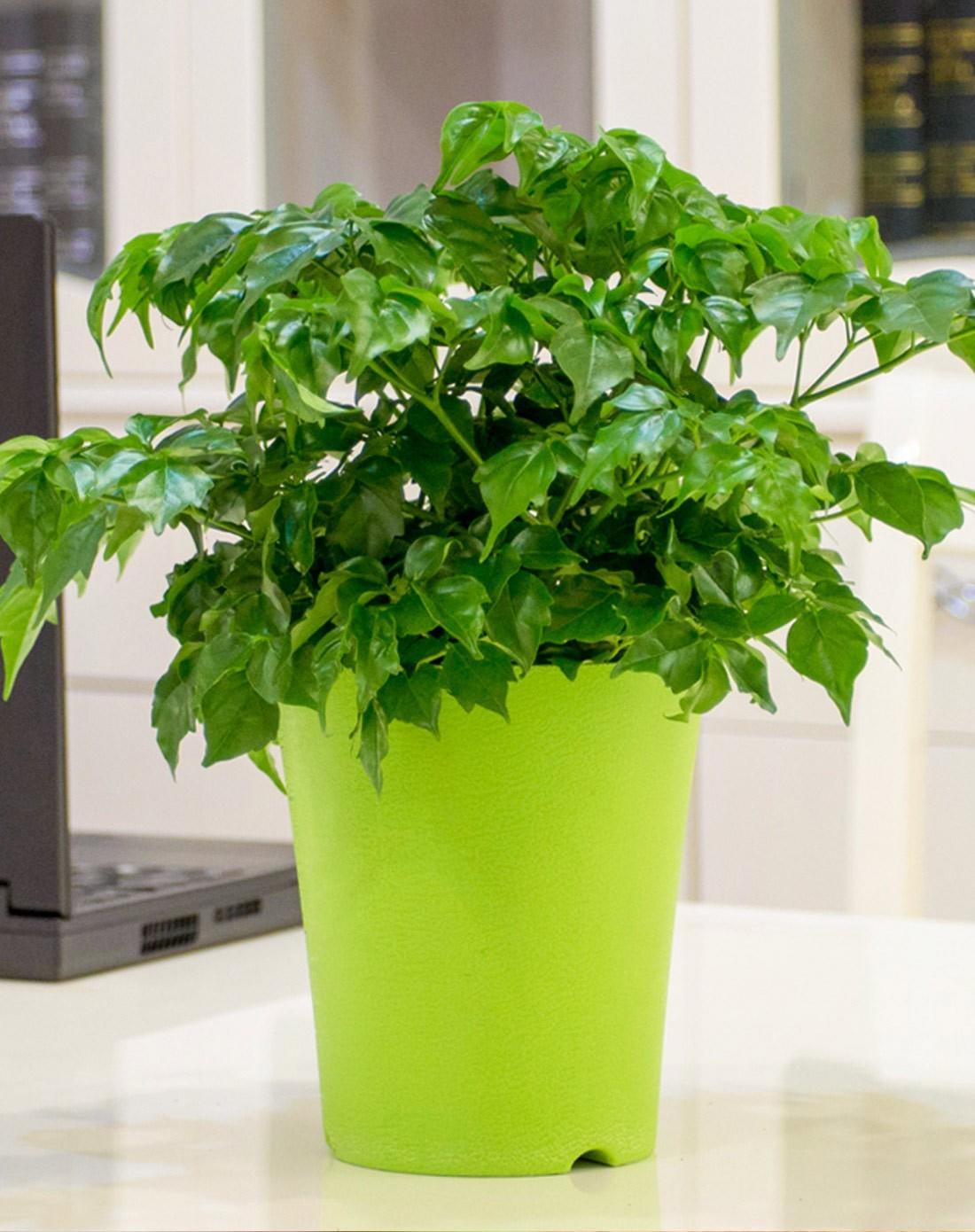 幸福树叶子发黄干枯落叶怎么补救,幸福树叶子发黄耷拉没精神怎么办