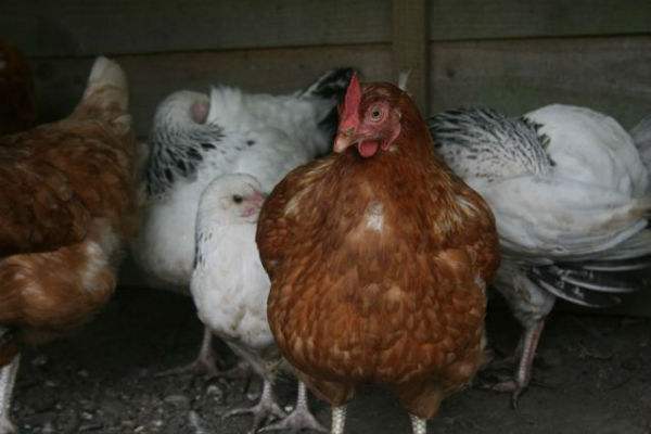 鸡吃老鼠药中毒的症状,鸡喹乙醇中毒是什么症状