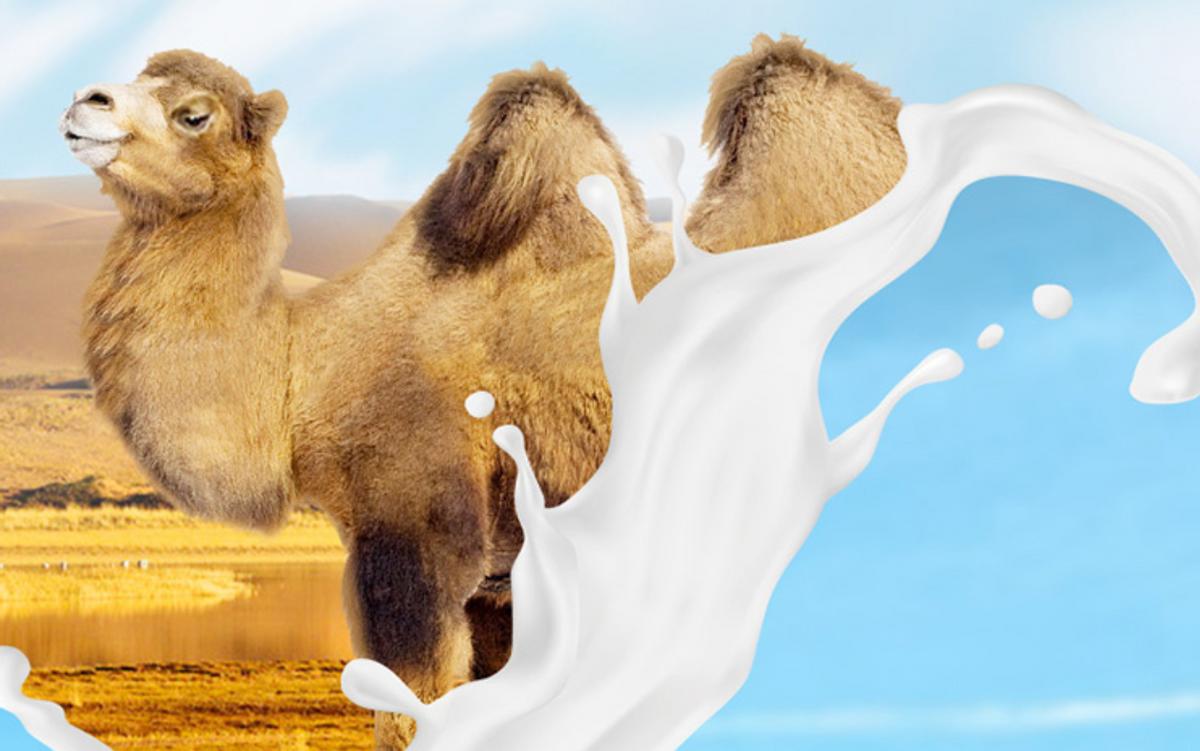 怎样鉴别驼奶真假,如何识别真假驼奶
