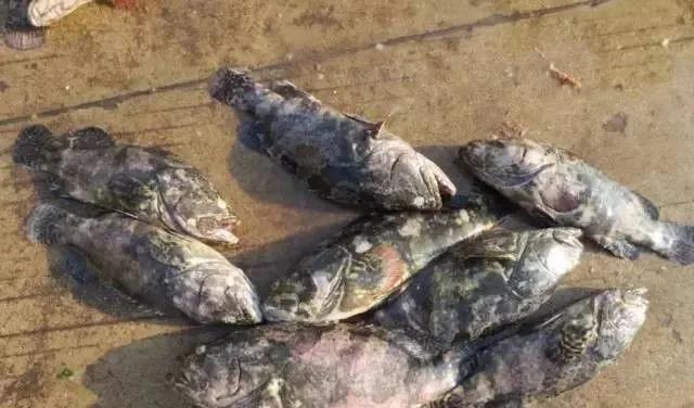 石斑鱼养殖的水温零下能不能养殖,养殖石斑鱼溶解氧达到12ml以上