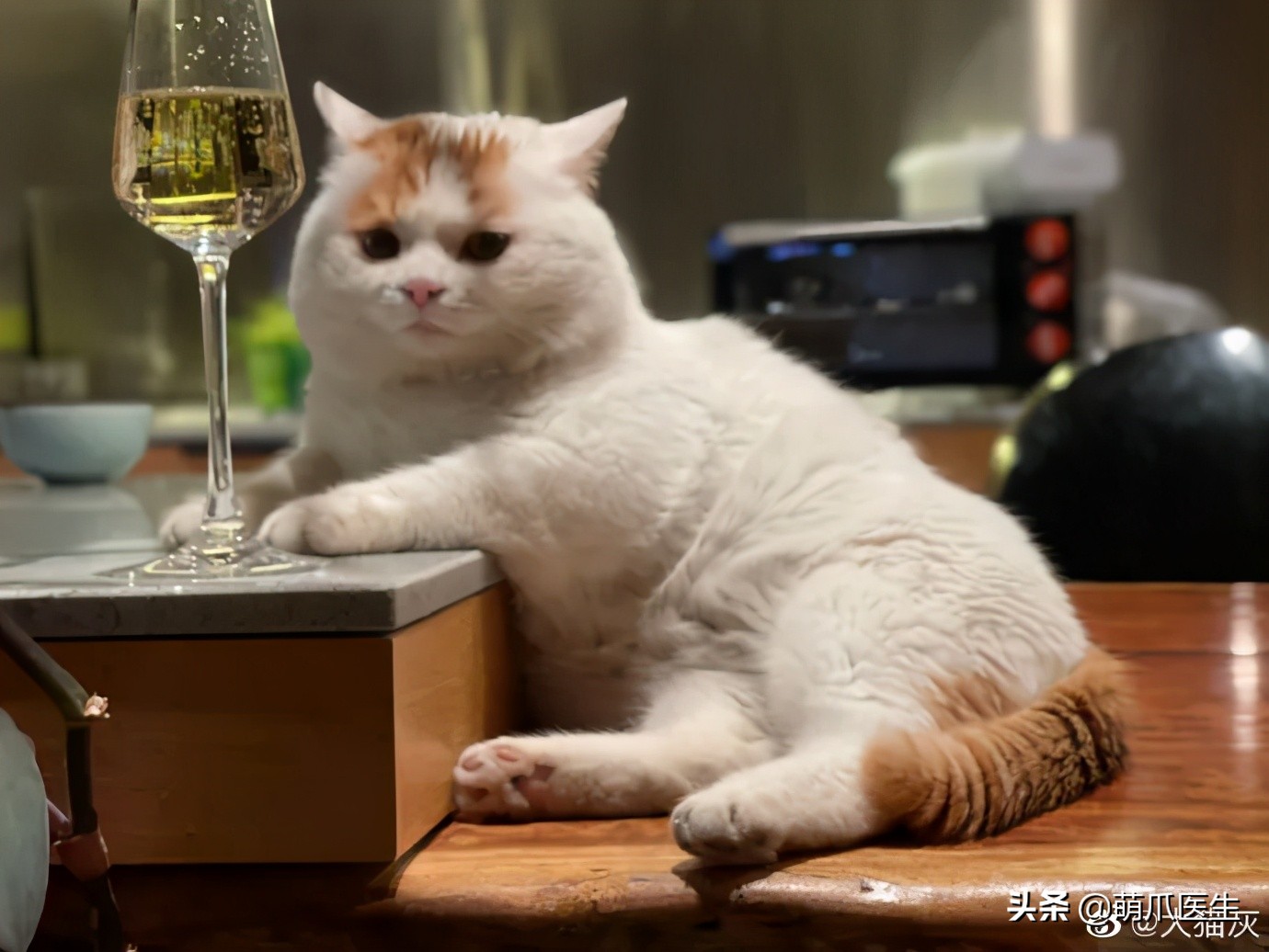 全网最委屈的猫主子,全网最委屈的小奶猫