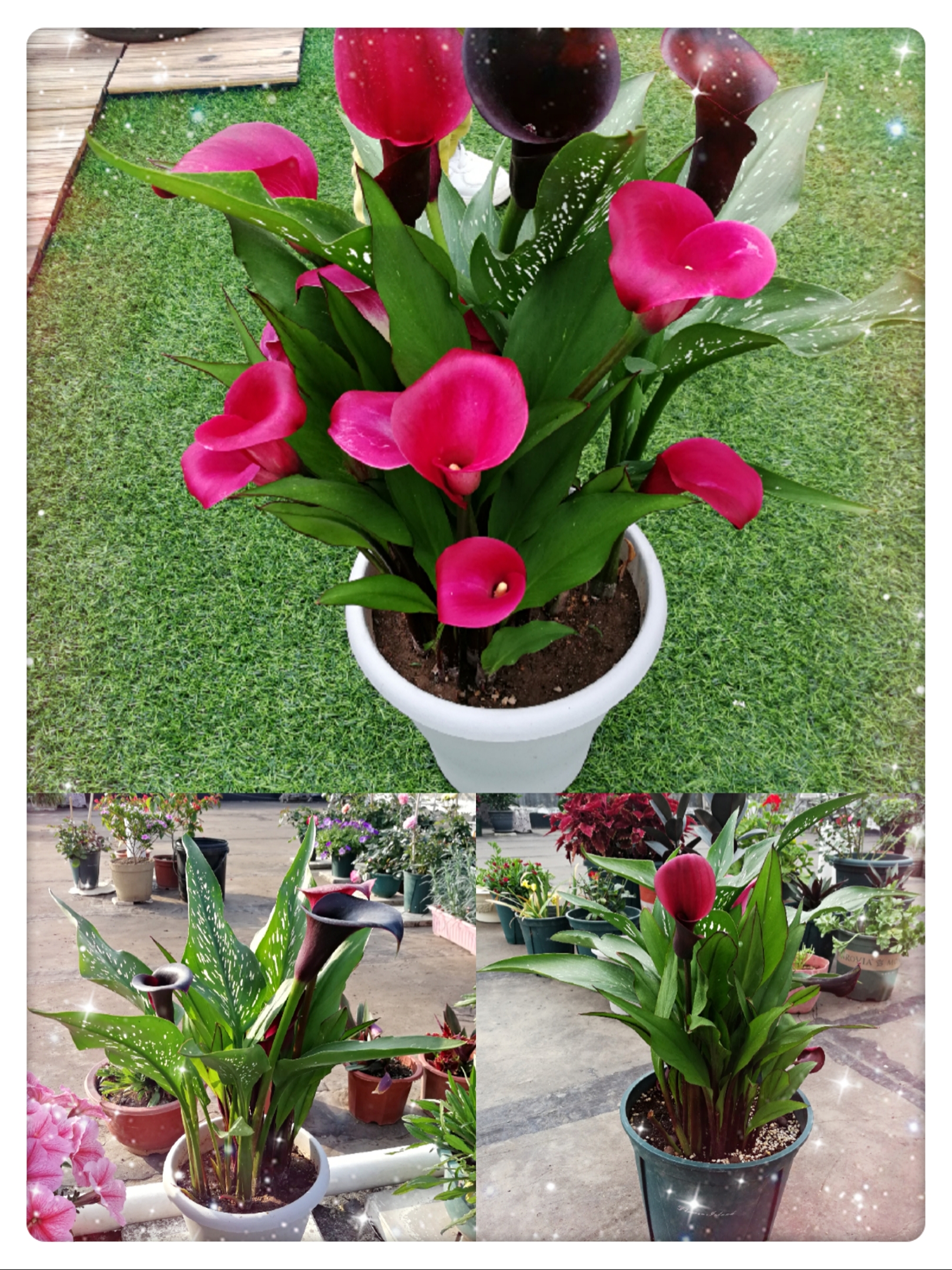 球根类花卉的五种类型的区别,球根类耐热耐寒花