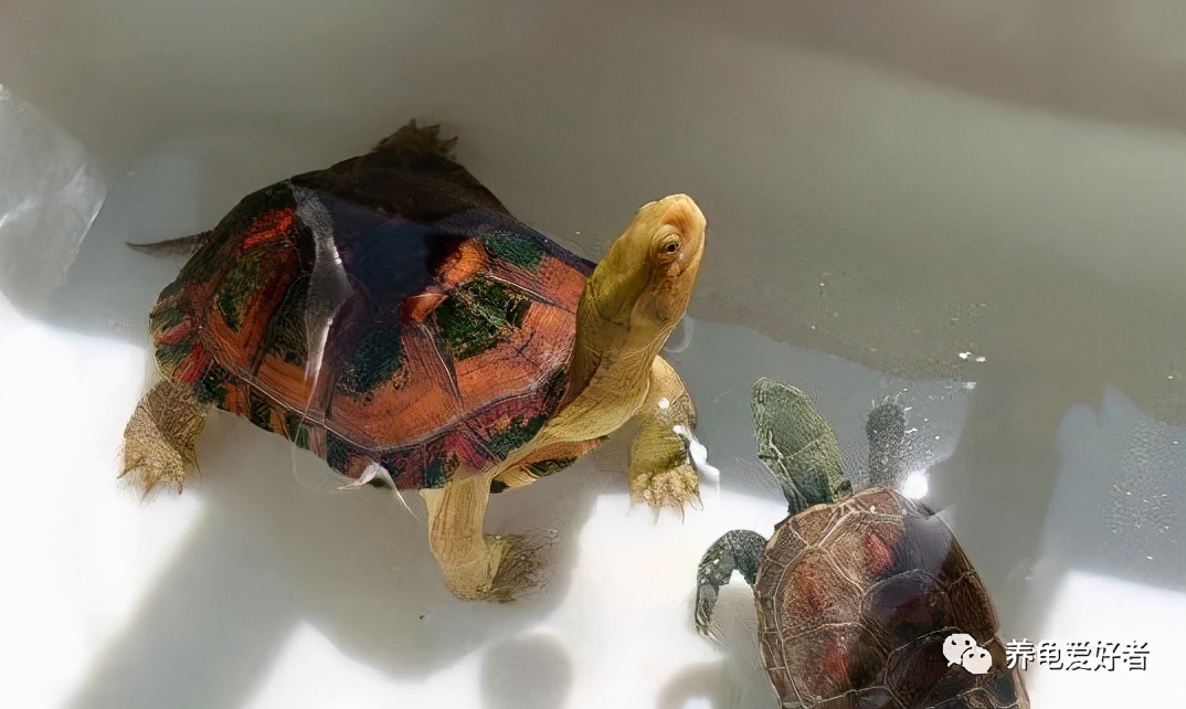 新手养龟常见的坏习惯与坏心态,饲养龟类需要注意什么细节