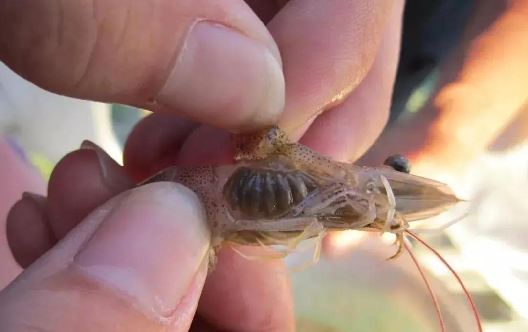 养殖对虾黑鳃如何处理,对虾黑鳃用碘消毒多久可以洗鳃