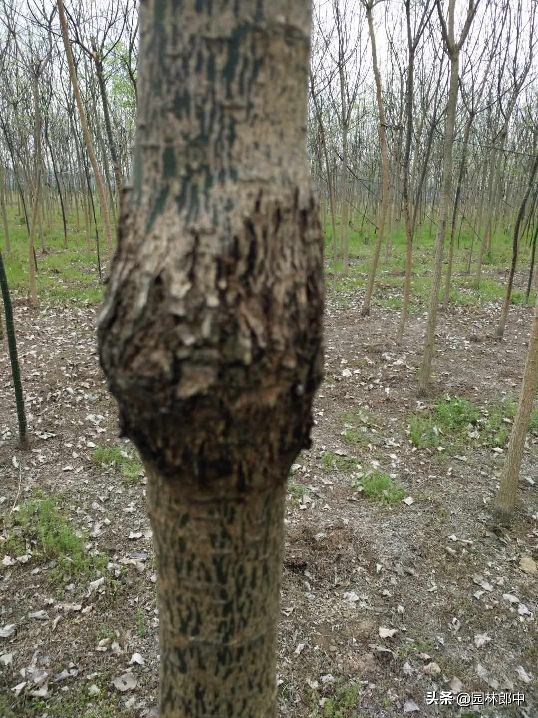 树干上长好多疙瘩怎么回事,国槐的树瘤子怎么治