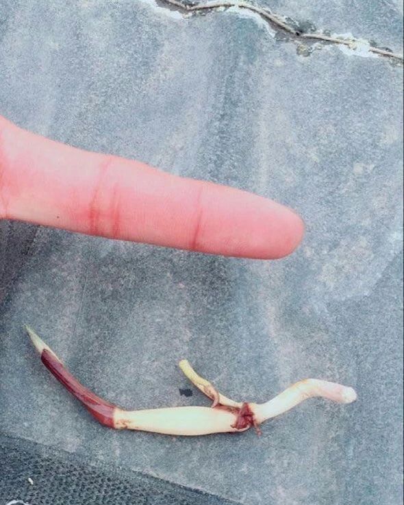 碗莲结了藕想让它再次开花怎么种,碗莲种藕生长到开花全过程