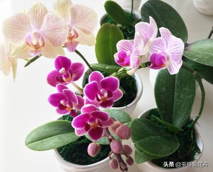 蝴蝶兰花谢后怎么处理视频教程,蝴蝶兰花谢后怎么处理才能再开花