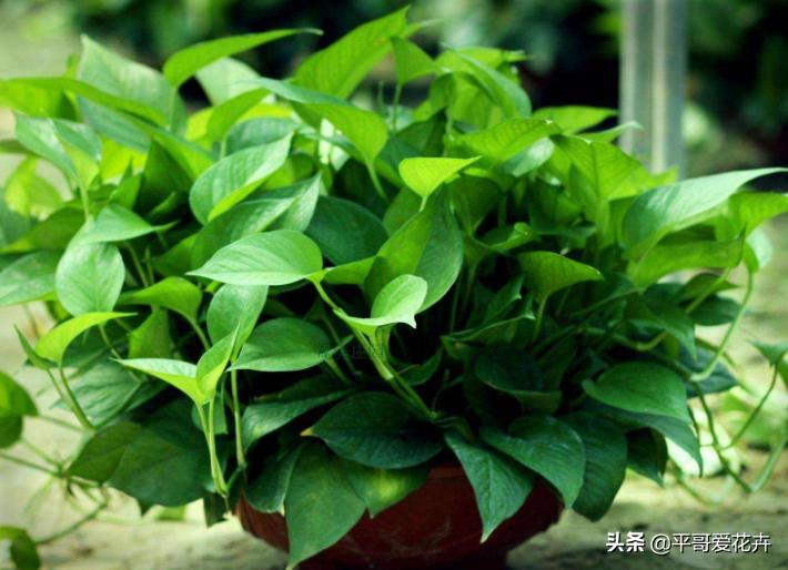 养花养根药片磨碎用上根系呼呼长,用什么药水可以让植物爆根