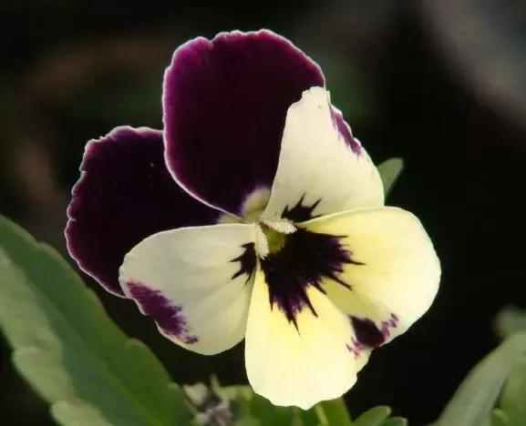 三色堇鬼脸花,三色堇为什么叫鬼脸花